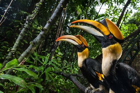 birds with weird beaks|15 Birds With Unbelievable Beaks .